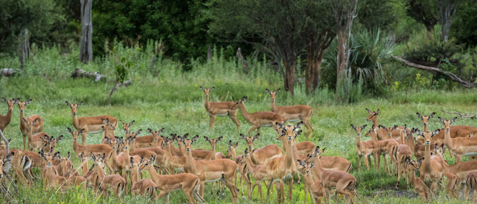 Gomoti April Wildlife Impala