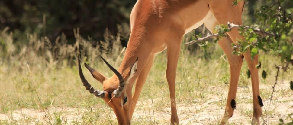 Verneys March Wildlife Report