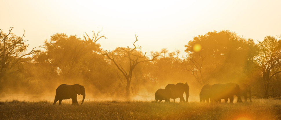 Ngoma April Wildlife Sightings Elephant
