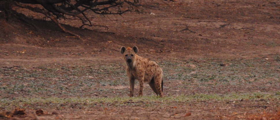 Zimbabwe Mana Pools Ingwe Pan August 2020 Wild Dog