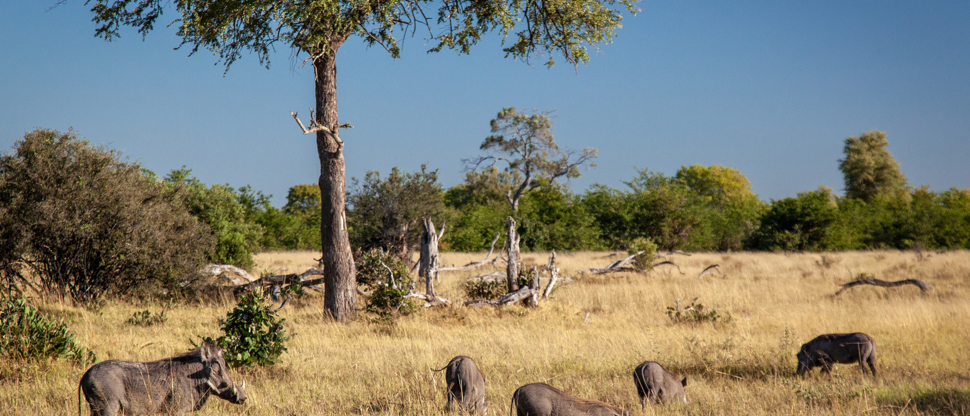 Botswana Okanvanga Delta Machaba Camp Sightings Jan 2021 5
