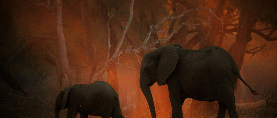 Mana River Camp Blog Elephants