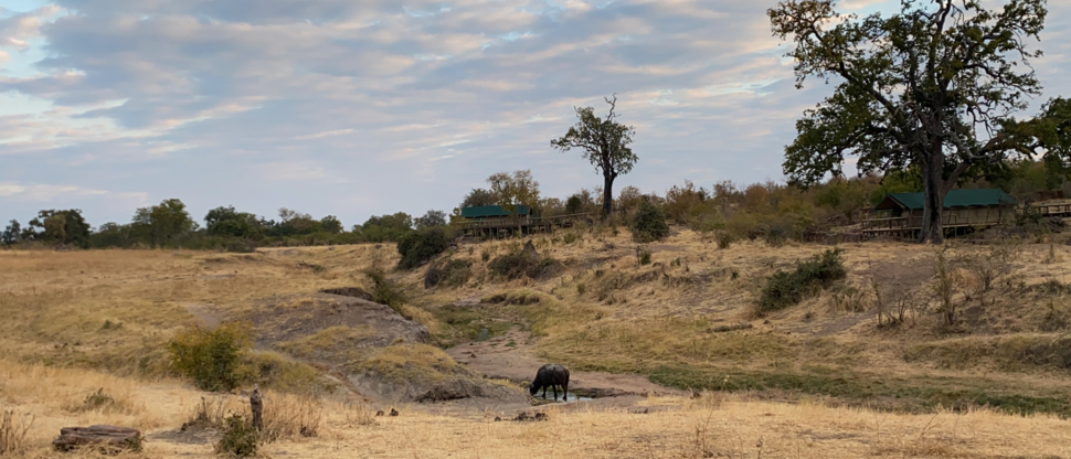 Machaba Zimbabwe Hwange Deteema June Sightings 2020 Buffalo