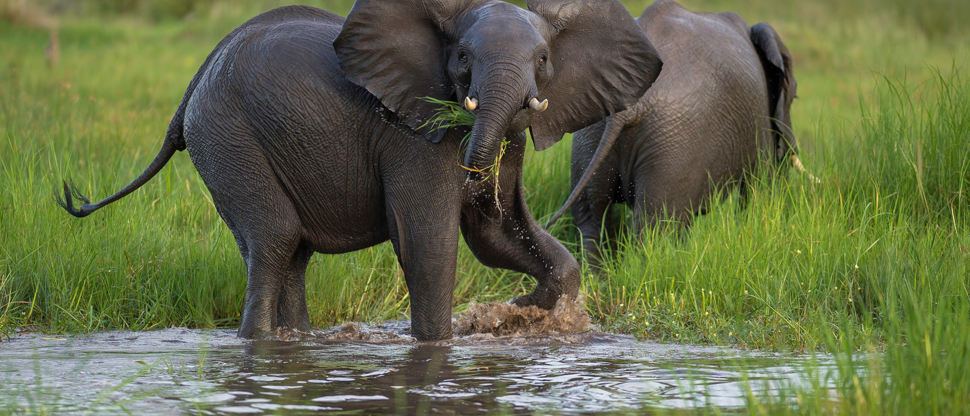 Botswana Okanvanga Delta Machaba Camp Sightings Jan 2021 3