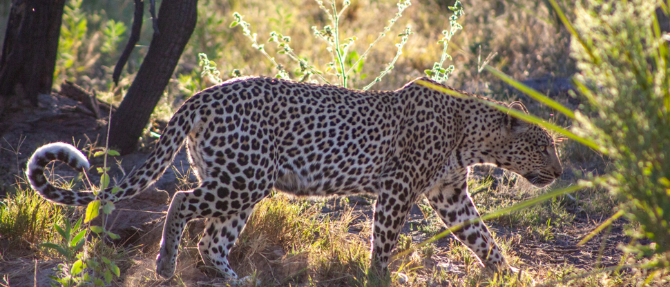 Botswana Okavango Delta Gomoti Plains Camp October Sightings 2020 Leopard
