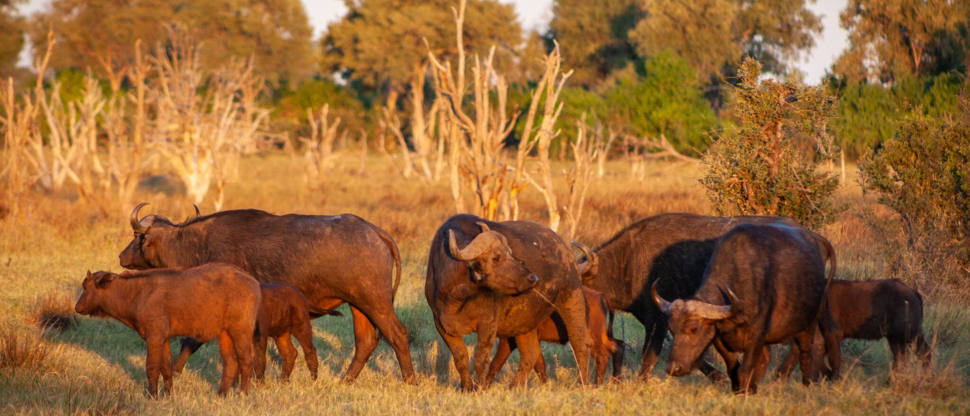 Ngoma April Wildlife Sightings Buffalo