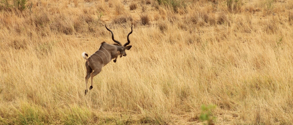 Machaba Zimbabwe Hwange Deteema Camp Kudu Sightings November 2019