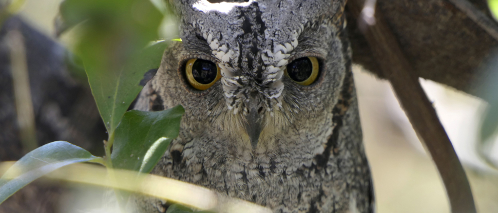 Machaba Botswana Okavango Delta Gomoti Plains Owl Sightings May 2020
