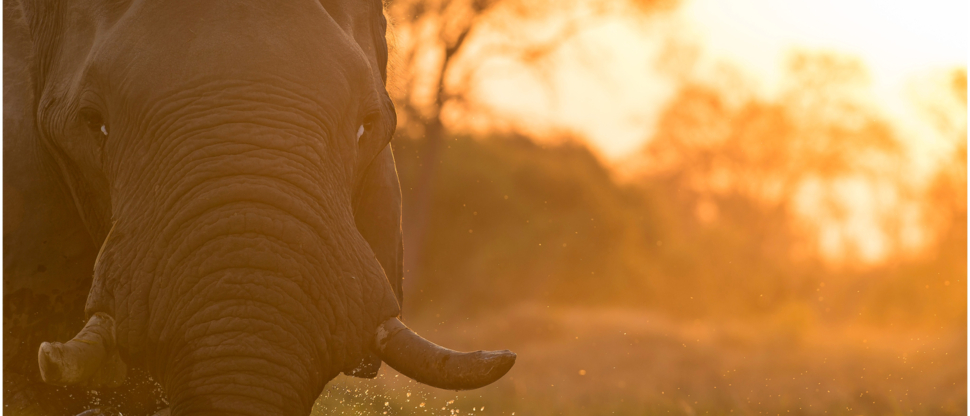 Machaba Botswana Okavango Delta September Sightings 2020 Elephant