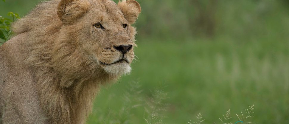 Botswana Okanvanga Delta Machaba Camp Sightings Jan 2021 4