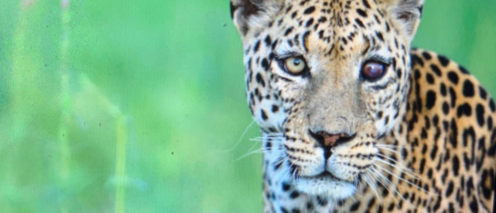 Machaba Botswana Okavango Delta Machaba Camp Sightings Leopard