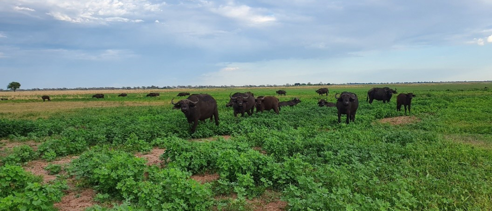 Machaba Safaris Botswana Chobe Ngoma Lodge Sightings Dec 2019 Gallery Image Buffalo