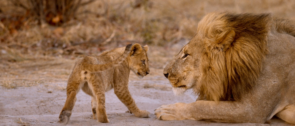 Machaba Botswana Okavango Delta Machaba Camp Lions June Sightings 2020