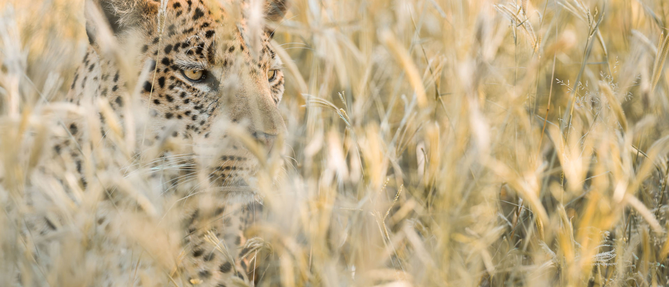 Botswana Okavango Delta Machaba Camp Sightings May 2021 Leopard