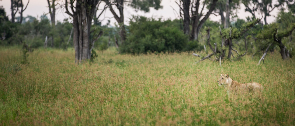 Lioness Gomoti Plains April Wildlife