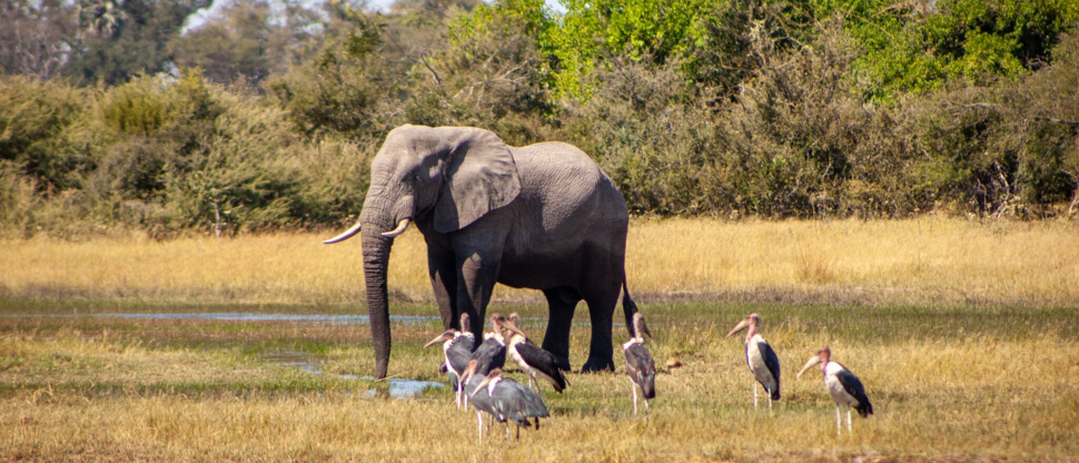Gomoti April Wildlife Sightings Birds