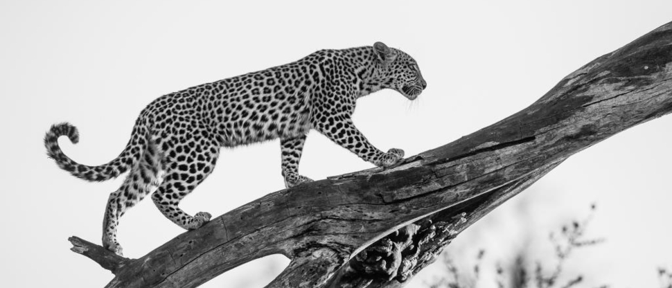 Machaba Botswana Okavango Delta September Sightings 2020 Leopard