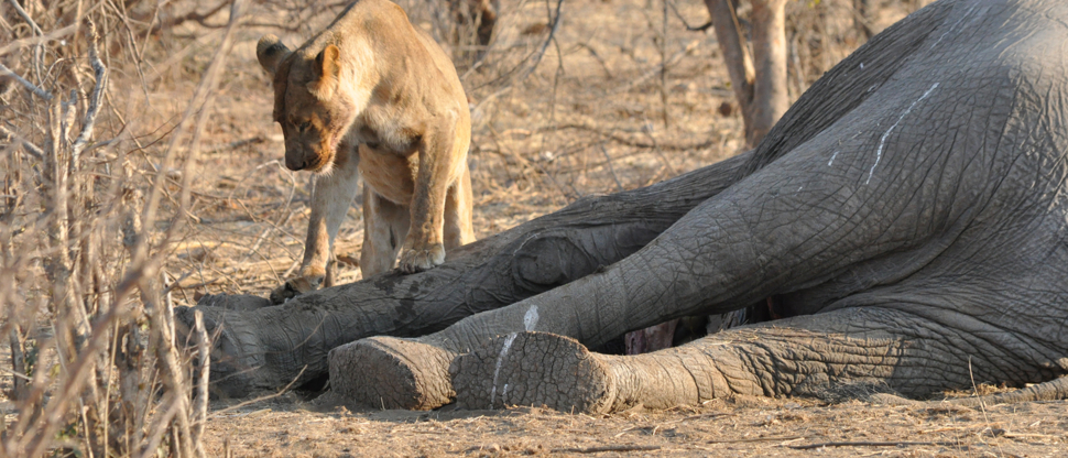 Zimbabwe Hwange Deteema Springs Wildlife Sightings September 2020 Lion