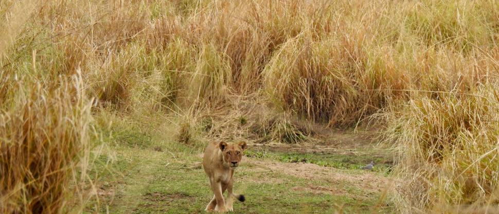 Zimbabawe Mana Pools Ingwe Pan Safari Lion At Camp