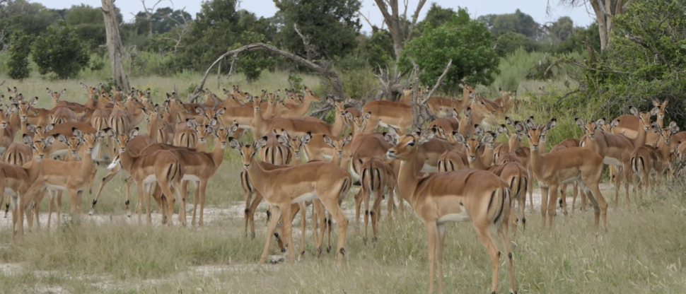 Gomoti Plains Botswana Wildlife Sighting March Impala