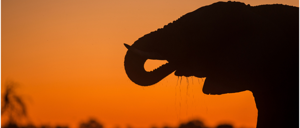 Elephant Machaba Wildife Sightings Botswana Machaba Camp April