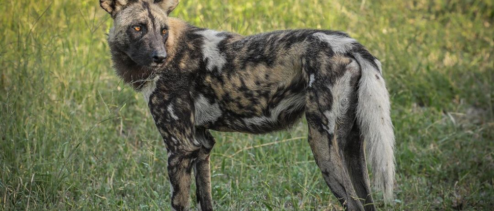 Gomoti Plains Blog Guest Testimonial Charlie