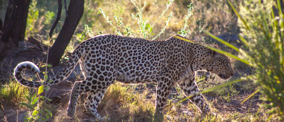 Ngoma April Wildlife Sighting Leopard
