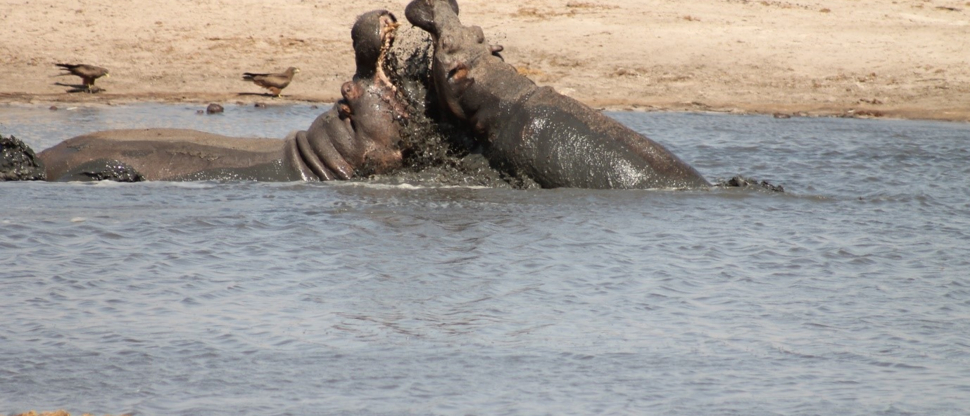 Machaba Zimbabwe Hwange Deteema Camp Hippos Sightings November 2019