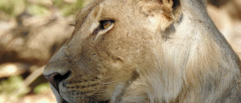 Zimbabwe Mana Pools Ingwe Pan Lion