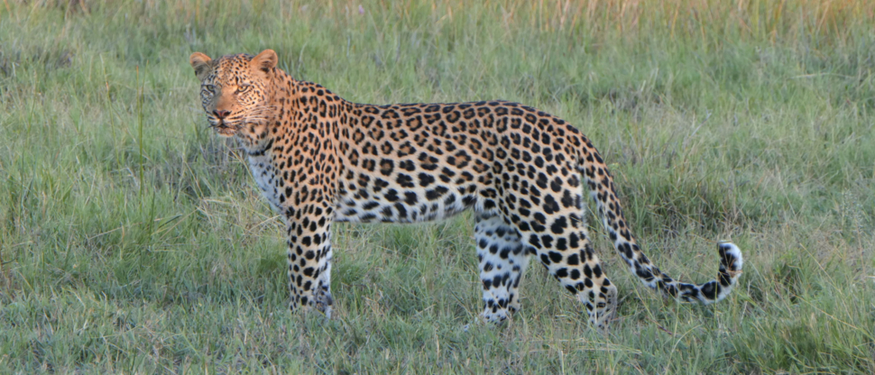 Machaba Botswana Okavango Delta Gomoti Plains Leopard Sightings May 2020