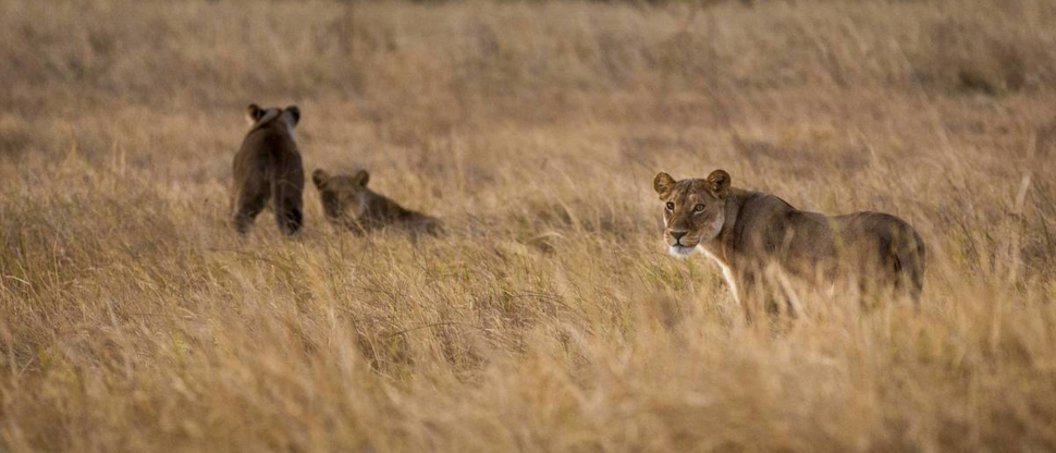 Machaba Botswana Chobe Ngoma Sighting May 2020 Body Image Lions