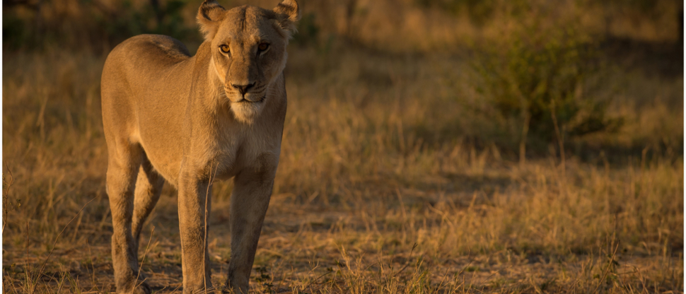 Machaba Botswana Okavango Delta September Sightings 2020 Lion