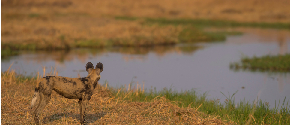 Machaba Botswana Okavango Delta September Sightings 2020 Wild Dog